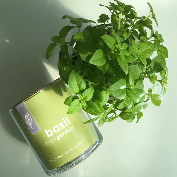 Basil plant in a glass container with a label on a white background