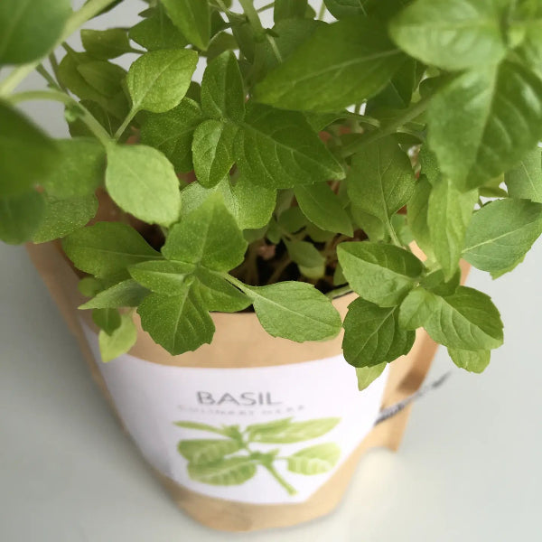Potted basil plant with a label on a light background