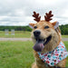 Dog wearing reindeer antlers and a fish-patterned bandana in an outdoor setting
