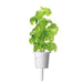 Basil Plant Pods: 3-pack