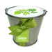 Herb garden in a pail with a green ribbon on a white background