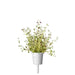 Thyme Plant Pods: 3-pack