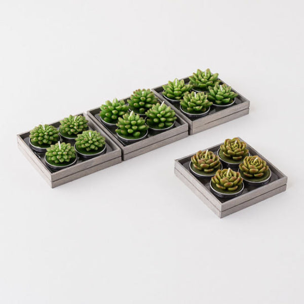 Succulent T-Lights in Boxed Set/4