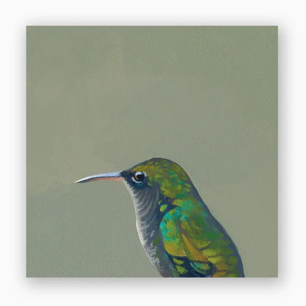 Female Violet Sabrewing Hummingbird Wall Art