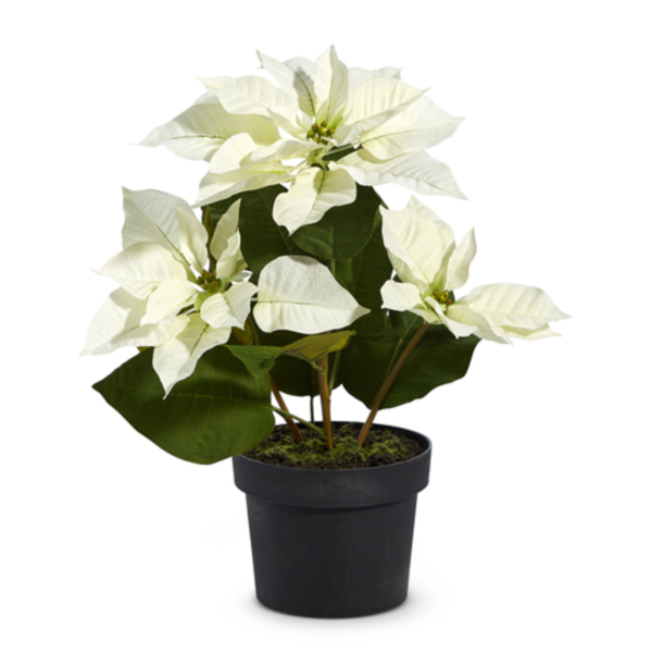 17" Potted White Poinsettia