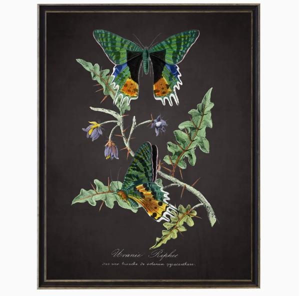 Framed Butterflies