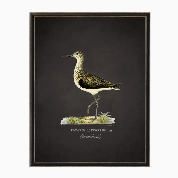Waterbird on Black Background