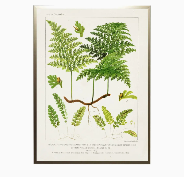 Vintage Fern Print #1