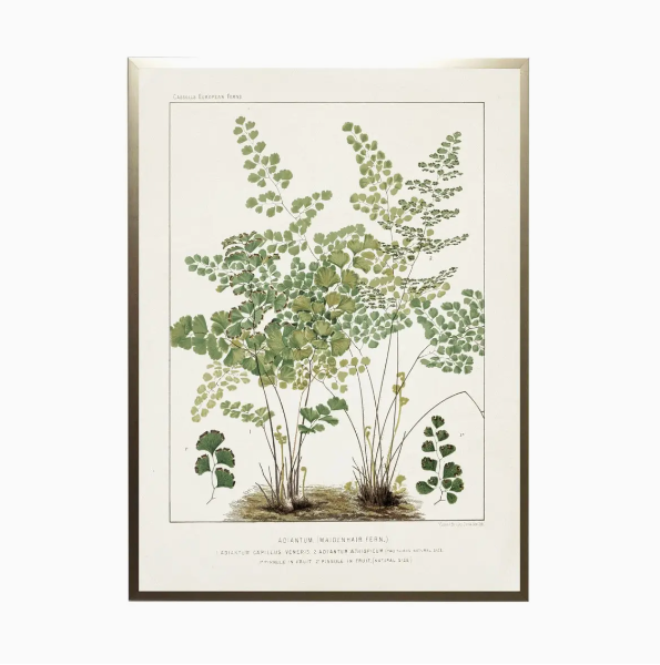 Vintage Fern Print #2