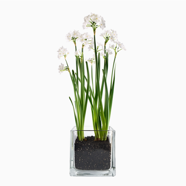 Paperwhites Winter Garden