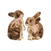 Clever Creatures Bunny S&P Shakers
