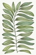 Tamarindo Tablecloth