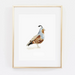 Quail Bird Art Print