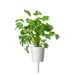 Cilantro (Coriander) Plant Pods: 3-pack