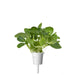 Pak Choi Plant Pods: 3-pack