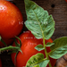 Tomatoes with green stems and leaves on a wooden surface, with text 'SCENT NOTES RIPE TOMATO GREEN STEMS SOIL'.