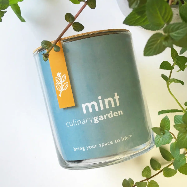 Essential Mint Culinary Kit