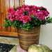 Potted plant with pink flowers in a woven pot on a patio