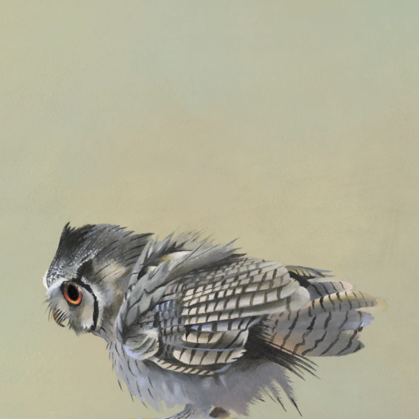 Scops Owl Wall Art