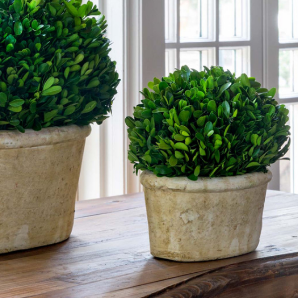 Potted Oval Preserved Boxwood, Small