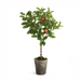 Orange Topiary Potted 28"