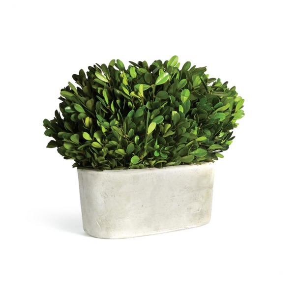 Oval Preserved Boxwood, Small
