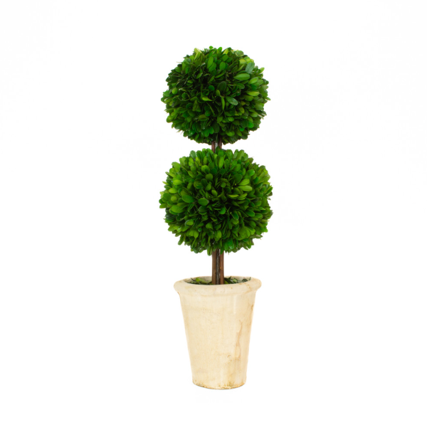 Boxwood Double Topiary